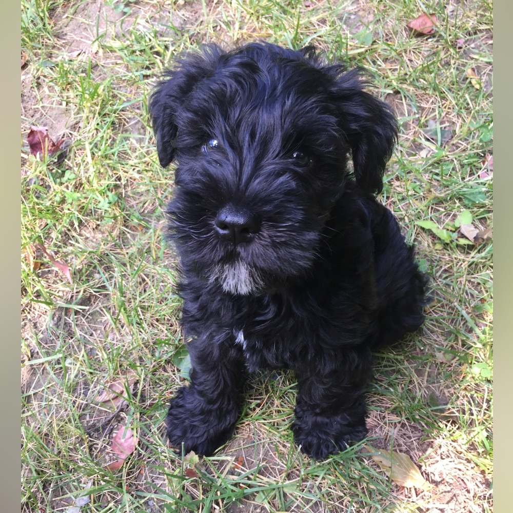 Meet your Posher, Riley